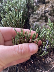 Helichrysum intermedium