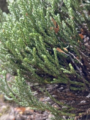 Helichrysum intermedium