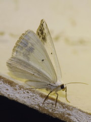 Lomographa temerata