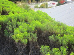 Veronica cupressoides