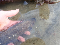 Acanthoclinus marilynae