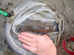 Acanthoclinus marilynae