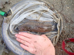 Acanthoclinus marilynae