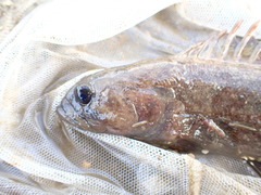 Acanthoclinus marilynae