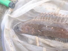 Acanthoclinus marilynae