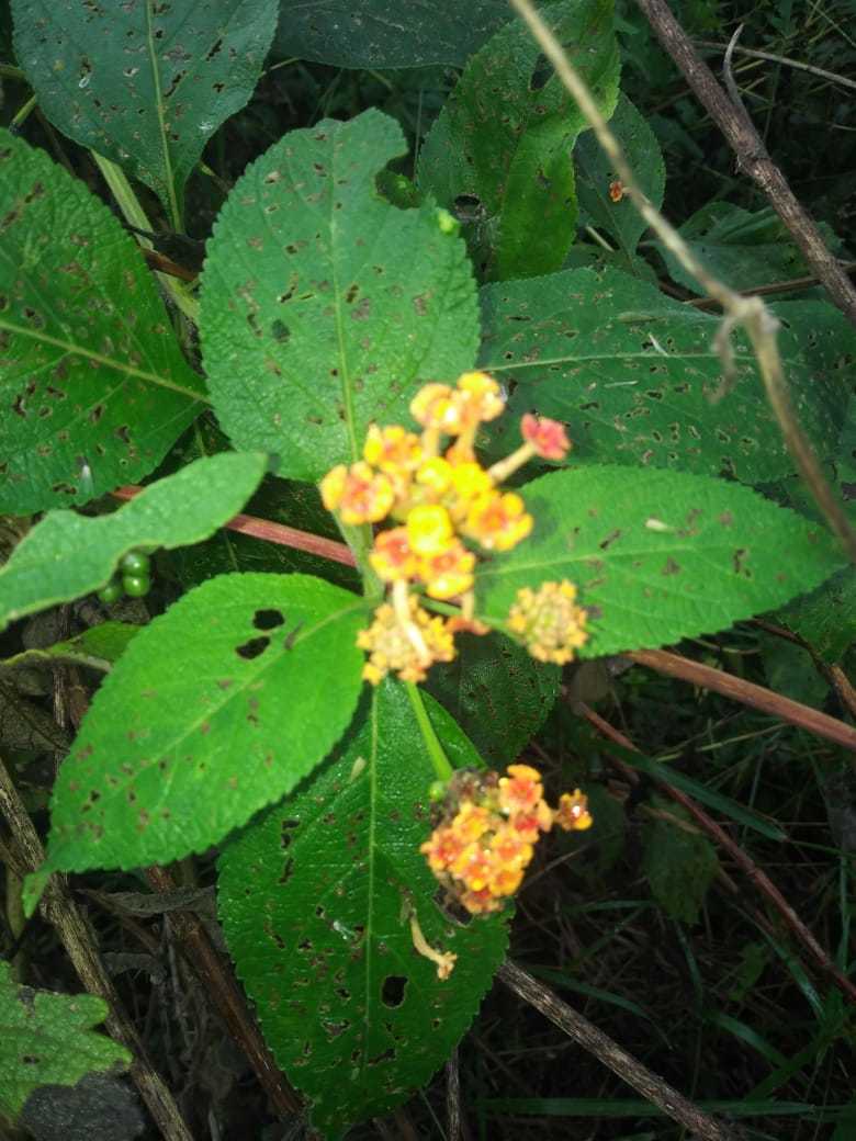 Lantana camara
