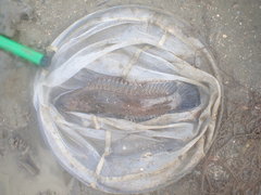 Acanthoclinus marilynae