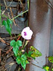 Ipomoea ramosissima