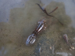Alpheus novaezealandiae