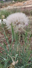 Tragopogon coelesyriacus