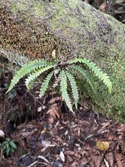 Blechnum chambersii