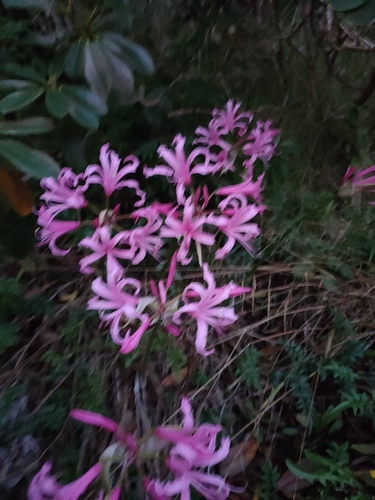 Nerine bowdenii
