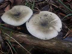 Russula iterika