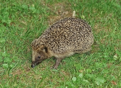 Erinaceus europaeus