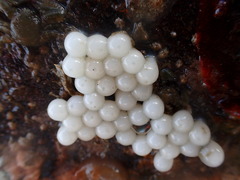 Sepioloidea pacifica