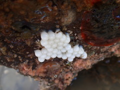 Sepioloidea pacifica