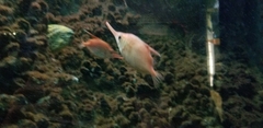 Macroramphosus scolopax