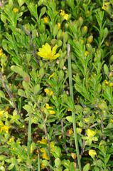 Hibbertia australis