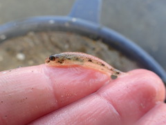 Favonigobius exquisitus