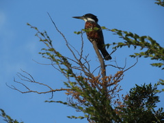 Megaceryle torquata stellata