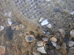 Favonigobius exquisitus