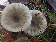 Russula iterika