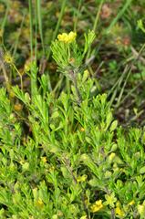 Hibbertia australis