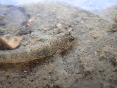 Favonigobius exquisitus
