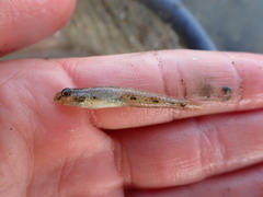 Favonigobius exquisitus