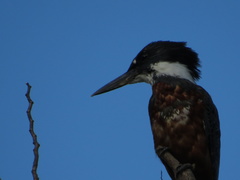 Megaceryle torquata stellata