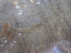 Favonigobius exquisitus