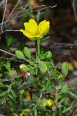 Hibbertia australis