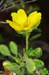 Hibbertia australis
