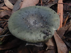 Russula iterika