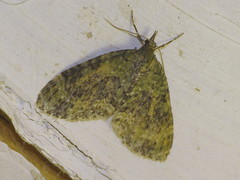 Acasis viretata