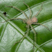 Sparianthina selenopoides - Photo (c) jsatler,  זכויות יוצרים חלקיות (CC BY-NC), הועלה על ידי jsatler