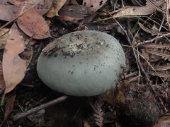 Russula iterika