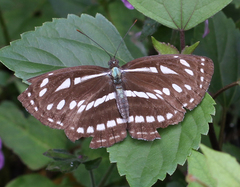 Neptis sappho astola
