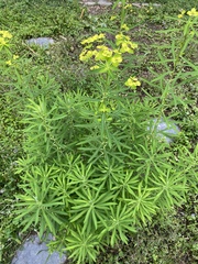 Euphorbia jolkinii