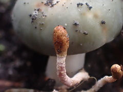 Cordyceps meneristitis