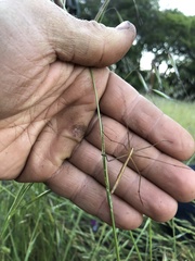 Apterobittacus apterus