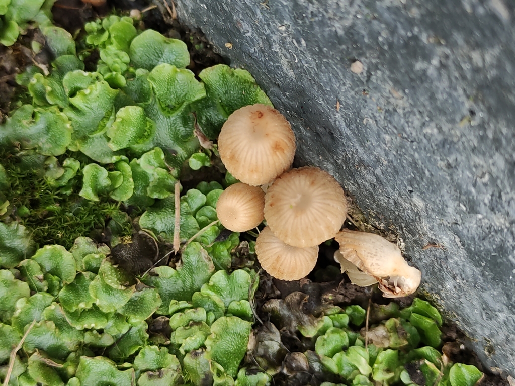 Common Gilled Mushrooms and Allies from Christchurch including Banks