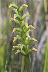 Genoplesium pumilum