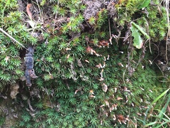 Dawsonia