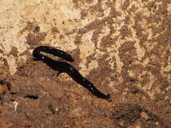 Bipalium univittatum