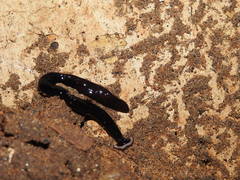 Bipalium univittatum