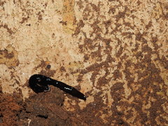 Bipalium univittatum