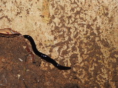 Bipalium univittatum