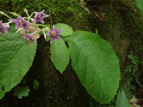 Conandron ramondioides iNat (1)