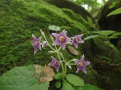 Conandron ramondioides